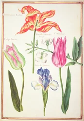 Bloemstudies: Tulpen en Blauwe Iris